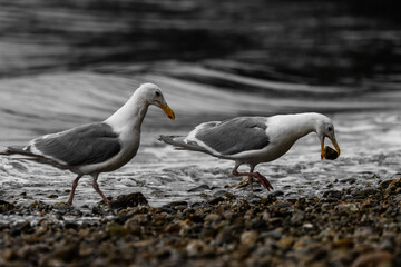 two seagulls on a rocky shore. One seagull holds a rock in its beak as a wave splashes between the two birds