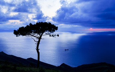 The sea breeze rocks the top of the pine tree, standing alone on the hillside of Jaizkibel, as the sun sinks into the Cantabrian Sea, Euskadi.