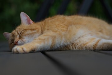 red haired female cat is lying on the floor