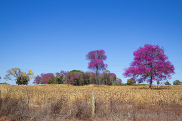 Algumas árvores carregadas de flores no meio de uma paisagem com capim dourado, em um dia de céu...