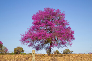 Uma árvore em plena floração, com flores cor-de-rosa, frondosa em uma paisagem goiana, com capim...