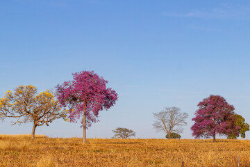 Uma sequência de árvores floridas no horizonte, Physocalymma scaberrimum e Handroanthus albus,...