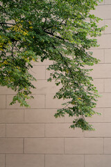 Green tree branch with fresh leaves hanging over minimal beige brick wall, contrast of nature and architecture, eco urban design, natural balance, city greenery, outdoors