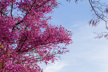 Galhos floridos de uma árvore com flores cor-de-rosa e céu azul ao fundo. Physocalymma...