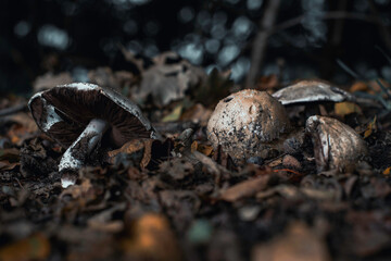 Pilz