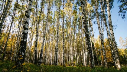 Autumn birch forest canopy