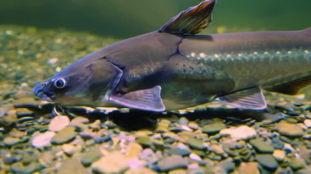 Iridescent Shark Catfish: Underwater Portrait