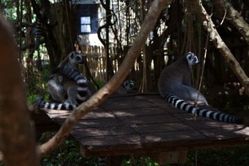 Ring-tailed lemur colony resting on rooftop in lush zoo enclosure, Santa Eugènia, Mallorca. Popular primates, protected setting, animal colonies, wildlife, social animals, natural arboreal habitats.