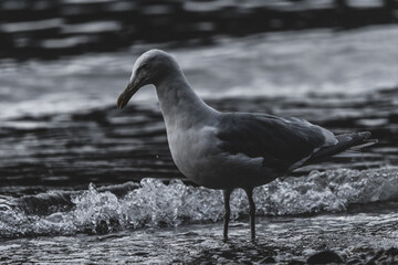 A seagull stands in profile in shallow water on a rocky shoreline, with a blurred, rippling ocean in the background.