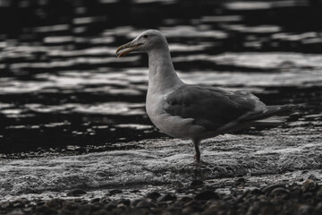 A seagull stands in profile in shallow water on a rocky shoreline, with a blurred, rippling ocean in the background.