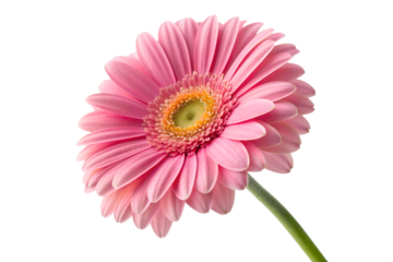 Vibrant pink gerbera daisy blossom with delicate petals and a warm yellow center, beautifully isolated against a pristine white background, showcasing natural elegance