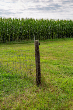 Wooden Fence Post with Metal Fencing in a Farm Yard with a Cornfield in the Background - Vertical