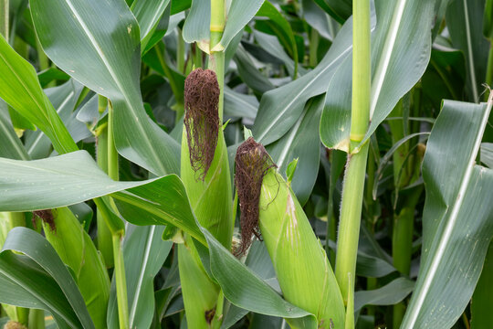 Two Ears of Corn with Dried Silk on Plant &ndash; Organic Farm Harvest Stage