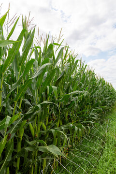 Tasseling Cornfield in Countryside Landscape &ndash; Vertical View Toward Horizon