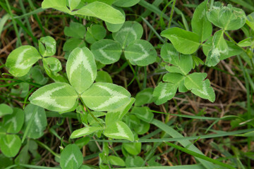 Red Clover Leaves Growing in Farm Grass – Wild Field Weed Plant and Herbal Groundcover