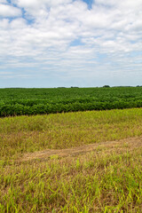 Green Soybean Field Mid-Summer Near Ditch in Rural Farming in Minnesota on a Cloudy Day with Blue...