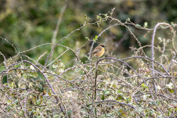 Female European Stonechat (Saxicola rubicola), common in coastal scrub and heathland across Europe