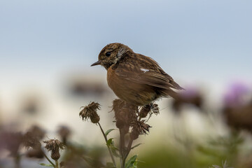 Female European Stonechat (Saxicola rubicola), common in coastal scrub and heathland across Europe