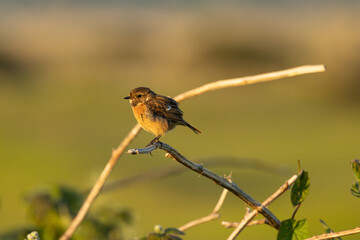 Female European Stonechat (Saxicola rubicola), common in coastal scrub and heathland across Europe