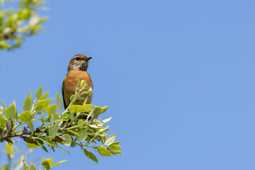 Female European Stonechat (Saxicola rubicola), common in coastal scrub and heathland across Europe