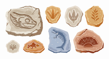 Fossil Collection: Ancient Animal & Plant Fossils in Stone