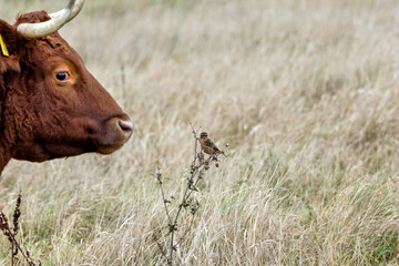 Female European Stonechat (Saxicola rubicola), common in coastal scrub and heathland across Europe