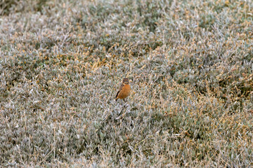 Female European Stonechat (Saxicola rubicola), common in coastal scrub and heathland across Europe