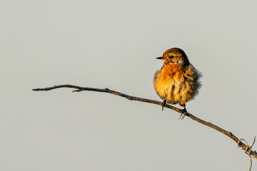 Female European Stonechat (Saxicola rubicola), common in coastal scrub and heathland across Europe