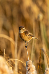 Female European Stonechat (Saxicola rubicola), common in coastal scrub and heathland across Europe