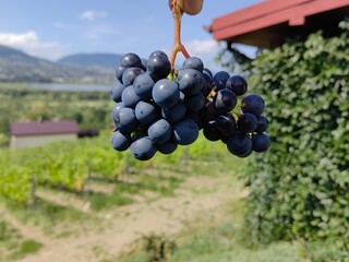 Winnica, winogrona, uprawa, gronowy, winorośli, owoc, wina, kiść, jedzenie, zieleń, dojrzałe, winorośl, winiarnia, rolnictwo, jesienią, zbiory, winobranie, Tarnów, Polska, Europa