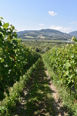 Winnica, winogrona, uprawa, gronowy, winorośli, owoc, wina, kiść, jedzenie, zieleń, dojrzałe, winorośl, winiarnia, rolnictwo, jesienią, zbiory, winobranie, Tarnów, Polska, Europa