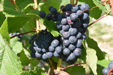 Winnica, winogrona, uprawa, gronowy, winorośli, owoc, wina, kiść, jedzenie, zieleń, dojrzałe, winorośl, winiarnia, rolnictwo, jesienią, zbiory, winobranie, Tarnów, Polska, Europa