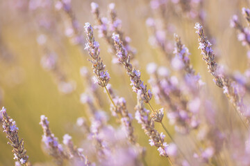 Lavender fields bloom under the golden sun, creating a serene landscape filled with fragrant beauty and delicate blossoms swaying gently in the breeze