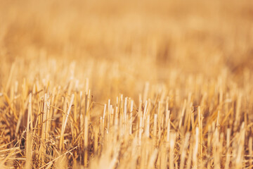 Golden stubble field basking under the warm afternoon sun, creating a serene atmosphere of nature's beauty and agricultural tranquility