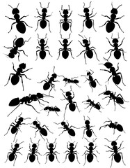 Black silhouettes of ants