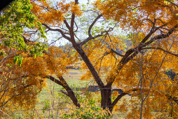 Detalhe de galhos de uma árvore florida, com flores amarelas, em primeiro plano com paisagem desfocada ao fundo.