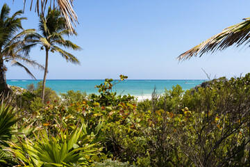 tropical beach with palm trees