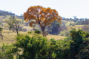Obraz premium Uma árvore florida, com flores amarelas, em paisagem do cerrado goiano.