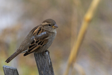 female house sparrow on a fence