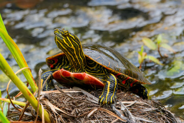 A painted turtle with vibrant yellow and red markings. The turtle's shell has a beautiful iridescent sheen.