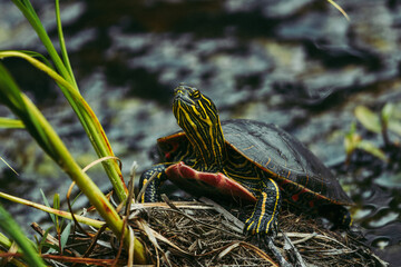 A painted turtle with vibrant yellow and red markings. The turtle's shell has a beautiful iridescent sheen.