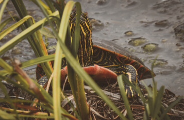 A painted turtle with vibrant yellow and red markings. The turtle's shell has a beautiful...
