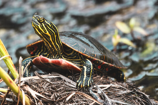 A painted turtle with vibrant yellow and red markings. The turtle's shell has a beautiful iridescent sheen.