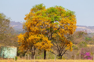 Naklejka premium Uma linda árvore frondosa, cheia de flores amarelas, em paisagem no cerrado goiano. Platymiscium pubescens.
