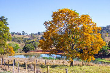 Uma linda árvore frondosa, cheia de flores amarelas, com um lago ao fundo em dia de céu claro e azul.