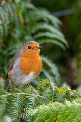 Portrait of a European robin (erithacus rubecula) perching on a bracken plant
