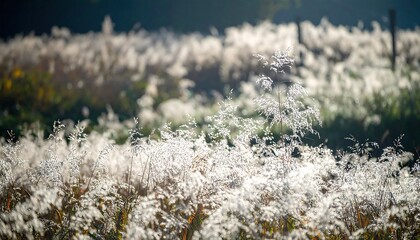 Silver Glittering Mist Field Displaying Delicate Shimmer Against Blurred Background Sunlight Illuminated