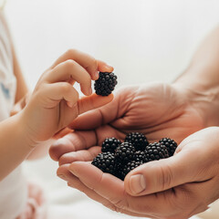 A heartwarming, intimate shot of a young child's hand holding a freshly picked blackberry, with her grandfather's hands gently giving her more