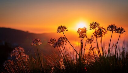 jesse s ipheion flowers silhouetted against a beautiful sunset background