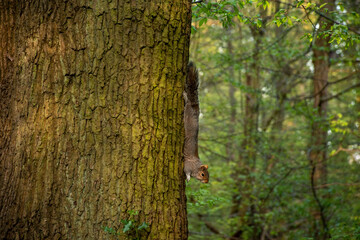 Obraz premium A curious squirrel climbing down a tree trunk in a lush green forest, showcasing wildlife and nature's beauty, perfect for environmental themes.